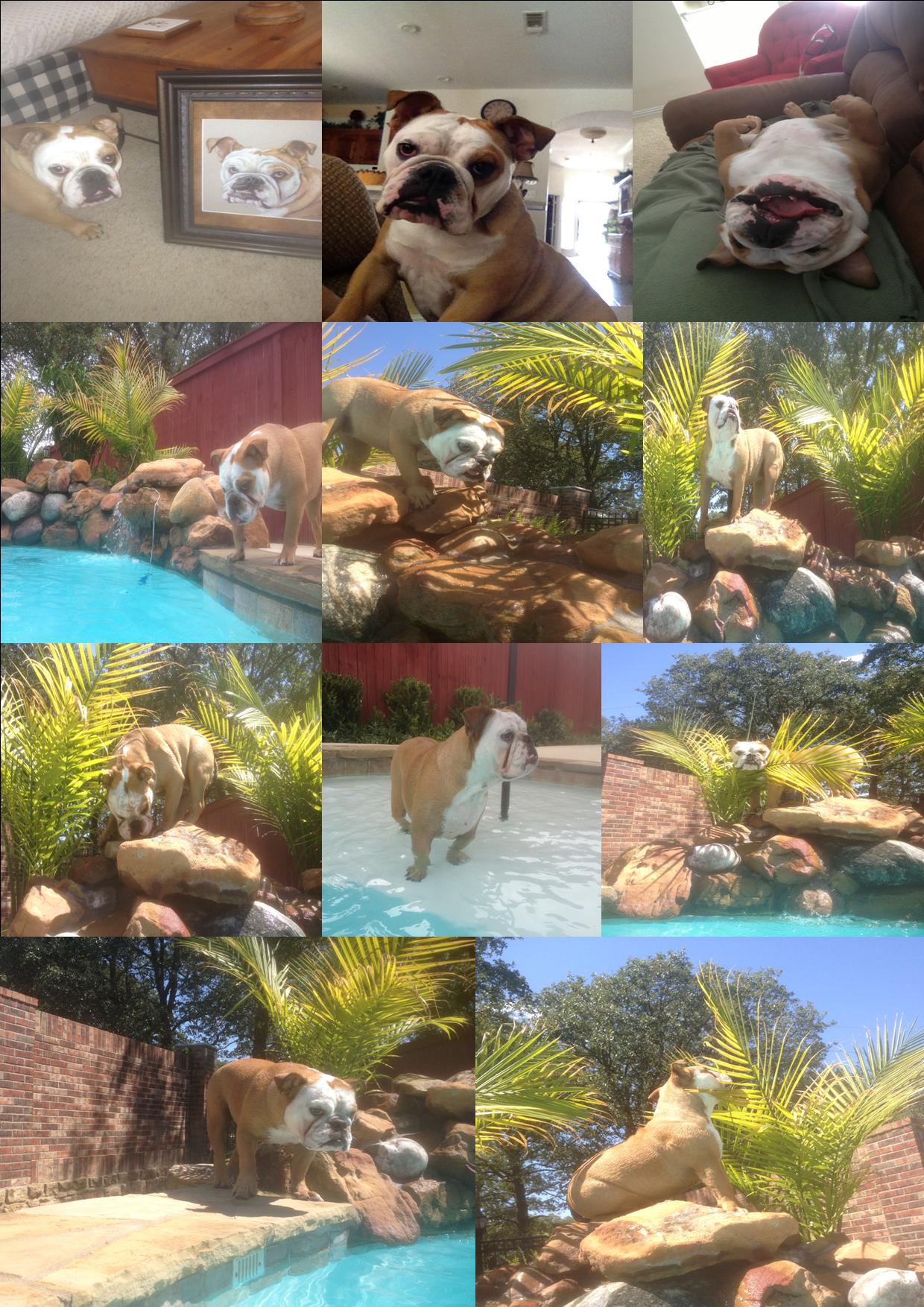 ellie Ellie the Wonder Dog